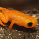 A member of the newly dubbed Brachycephalus rotenbergae, a pumpkin toadlet.